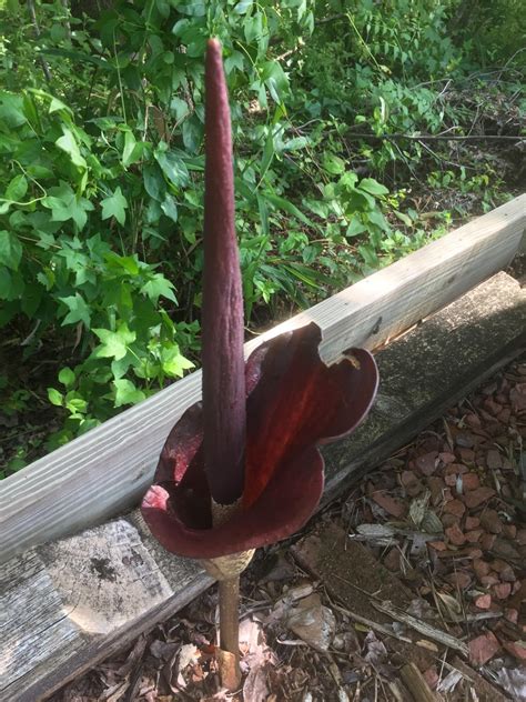 pink voodoo lily|voodoo lily vs corpse flower.